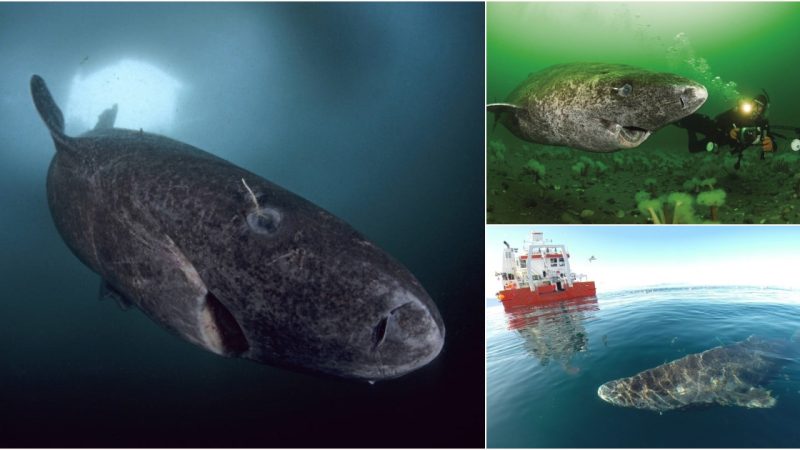 Remarkable Discovery: 400-Year-Old Greenland Shark Unveils Insights into Centuries of Ocean Life