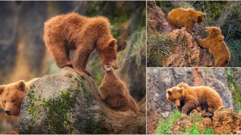 Discovering the Charm of the Cabarceno Bear Family