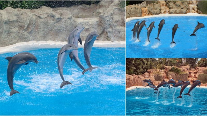 Spectacular Sight: Loro Dolphins in Mesmerizing Jumps