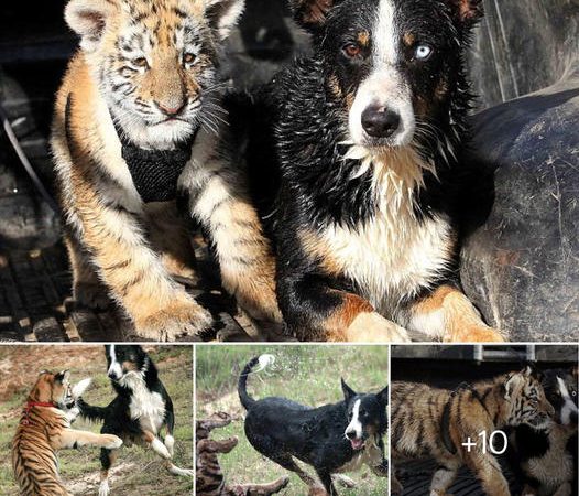 Unlikely Friendship: Border Collie and Tiger Cub Form Inseparable Bond