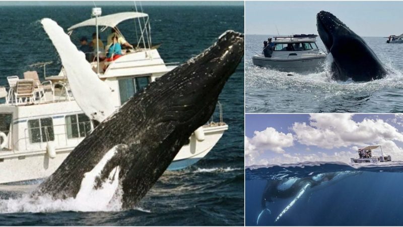 A humpback whale accidentally capsized a fishing boat off the coast of New Hampshire while charging at its prey.