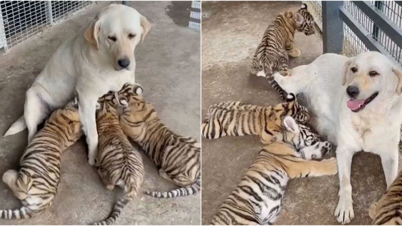 Labrador Becomes Surprising ‘Adoptive Mother’ to Tiger Cubs