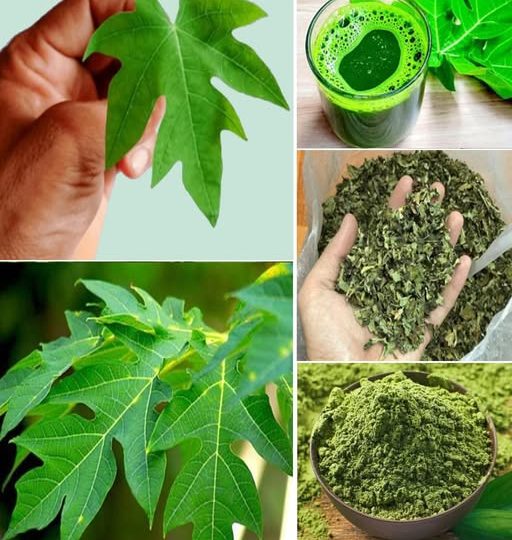 Unlock the Super Power of Papaya Leaf Tea: Benefits for Your Health