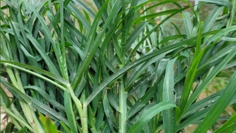 Eleusine Indica (Goosegrass) – A Valuable Medicinal Herb in Traditional Medicine